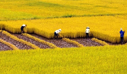 Vì sao da mặt bị sần, khô nhiều?